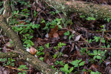Obraz premium Big snail with brown shell crawling on a branch.