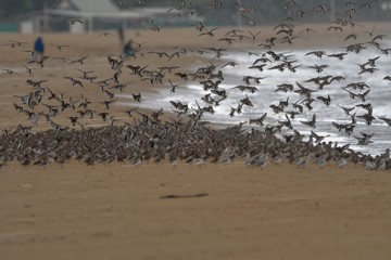 Beaccombers / Stints