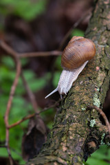 Big snail with brown shell crawling on a branch.