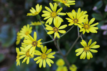 黄色い花