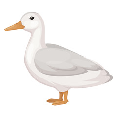 Mallard poultry, farm duck. Flying agricultural covered with soft feathers.