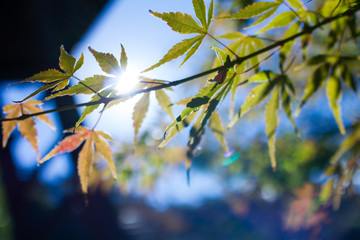 静岡県修善寺の青もみじ