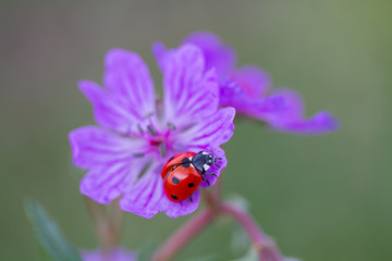 ladybug on a flower 10 ..