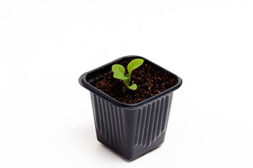 Young green sprout of petunia grows in a pot for seedlings isolated on white background. Close-up.