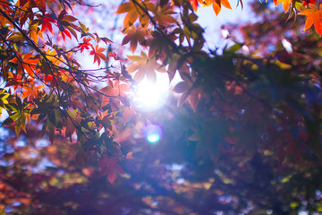 静岡県修善寺の紅葉