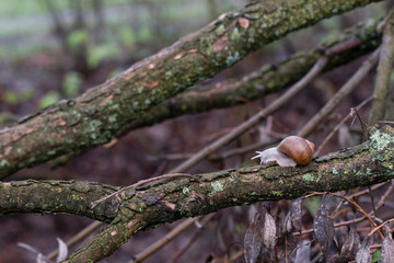 Fototapeta premium Big snail with brown shell crawling on a branch.