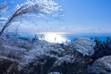 西伊豆スカイラインのすすきと海と空