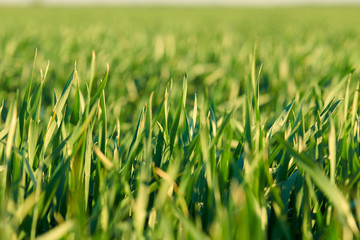 Young sprouts are on the field. Green grass closeup.