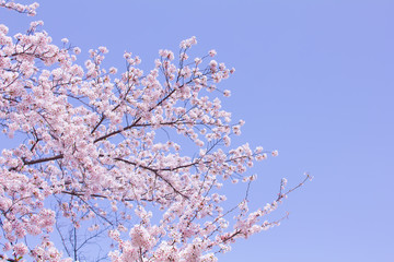青空と桜