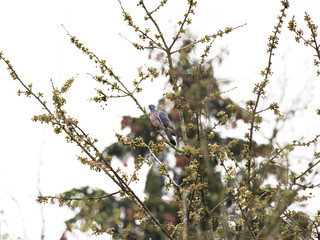 Ringeltaube auf Kirschbaum
