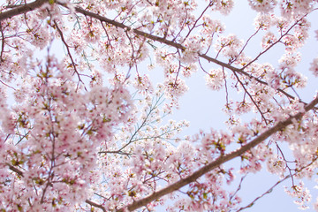 青空と桜