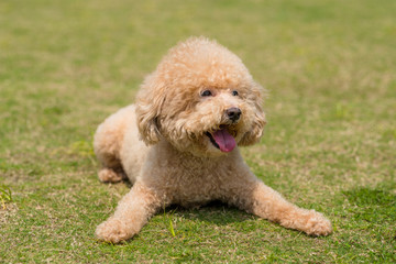 Dog Poodle lying down on the green lawn