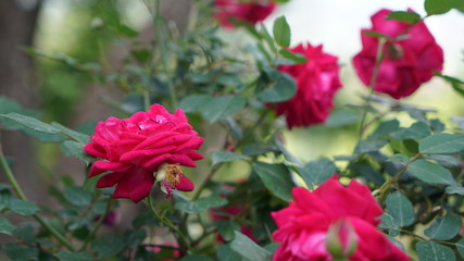 red flowers in the garden