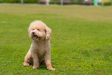 Dog Poodle sit down on the green lawn