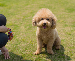 Poodle wait for command of the pet owner
