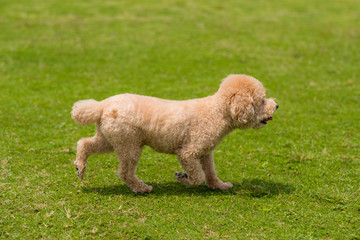 Dog poodle run in the park