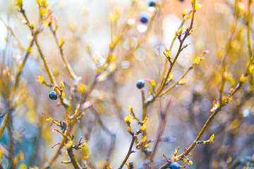 Spring bush twigs with buds and berries in the rain, abstract background blurred out of focus.