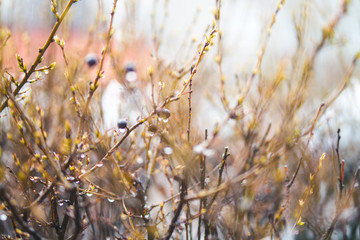 Spring bush twigs with buds and berries in the rain, abstract background blurred out of focus.