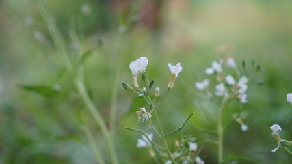 white flower in green grass