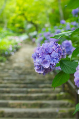 奈良県長谷寺の紫陽花階段