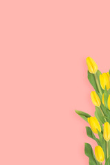 Yellow tulips on a pink background.
