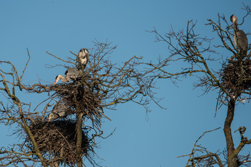 Herons and crow in a tree with birds nests in a pond in Stockholm