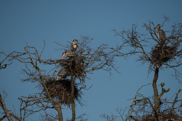 Herons and crow in a tree with birds nests in a pond in Stockholm