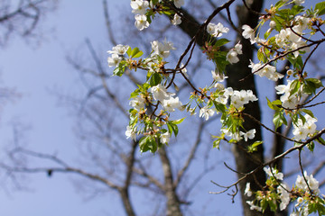 奈良県の吉野桜と葉桜 Wall Mural Air Air Wallpaper Murals 綾花 木下