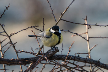 Great tit on a branch at spring in Stockholm