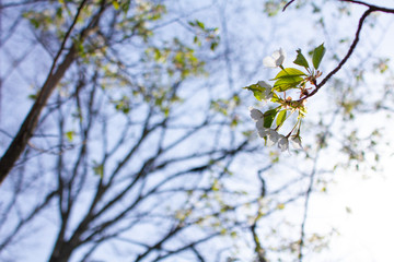 奈良県の吉野桜と葉桜 Wall Mural Air Air Wallpaper Murals 綾花 木下