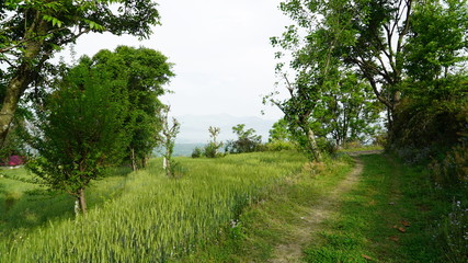 Field in the Village