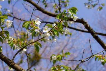 奈良県の吉野桜と葉桜 Wall Mural Air Air Wallpaper Murals 綾花 木下