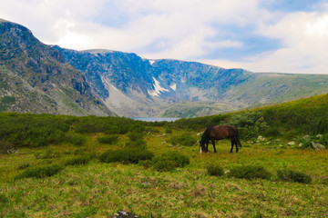 Fototapeta na wymiar Horse in the mountains, in the background a mountain valley in the clouds