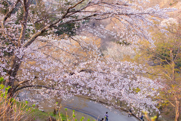 奈良県の吉野桜と葉桜	