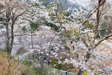 奈良県の吉野桜と葉桜