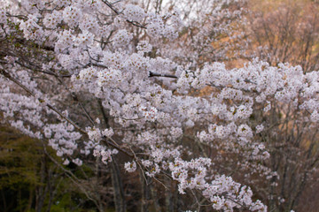 奈良県の吉野桜と葉桜 Wall Mural Air Air Wallpaper Murals 綾花 木下