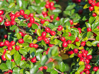 Früchte der Zwergmispel, Cotoneaster