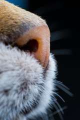 Naklejka na ściany i meble cat nose closeup front view