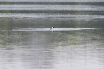 Seagull floating on the lake surface.