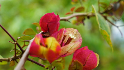 red flowers in the garden