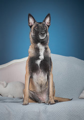 Malinois in studio