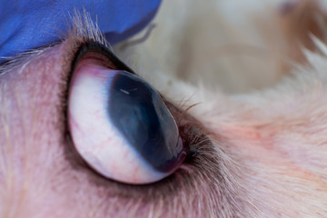 eye of a dog with deep corneal ulcer closeup