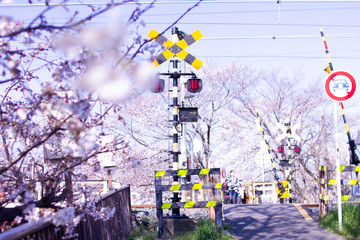 奈良県佐保川の桜と踏切