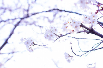 ふんわりぼかした桜のアップ