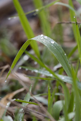 Dew drops on the grass in the morning time.