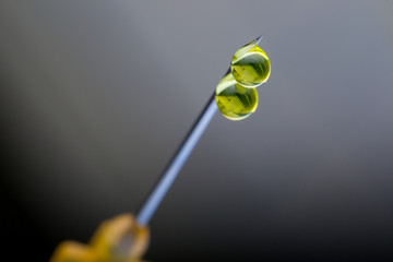 macro view of a hypodemic needle with two drops of drug solution on his peak