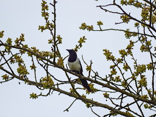 Elster im Kirschbaum