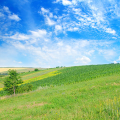 Fototapeta na wymiar Landscape with hilly field and blue sky.