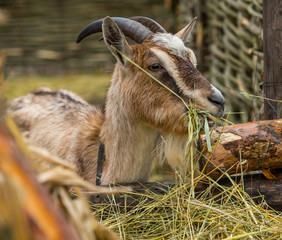 portrait of a goat eating natural grass