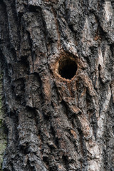 Bird hole in tree trunk.